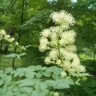 Aralia Cordata Hardy Exotic Seeds Fresh Garden