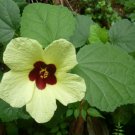 Hibiscus Calyphyllus Yellow Hibiscus Seeds Fresh Garden