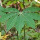 Manihot Esculenta Cassava Aka Yuca Or Tapioca Seeds Fresh Garden