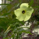 Abelmoschus Manihot Sunset Hibiscus Hardy To Zone 7 10 Seeds Fresh Garden