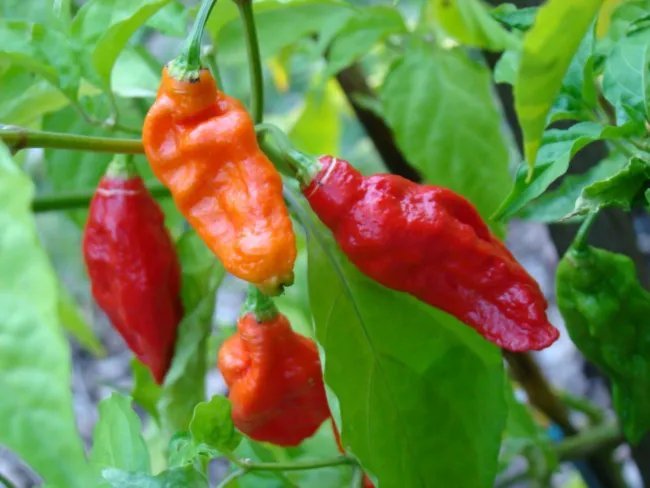 Capsicum Bhut Jolokia Ghost Pepper Hot Seeds Fresh Garden
