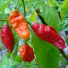 Capsicum Bhut Jolokia Ghost Pepper Hot Seeds Fresh Garden