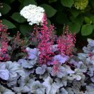 Heuchera Mixed New Varieties Purple Silver & More Seeds Fresh Garden