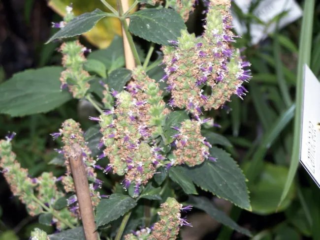 Pogostemon Cablin Patchouli Herb Seeds Fresh Garden