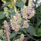 Pogostemon Cablin Patchouli Herb Seeds Fresh Garden