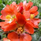 Sphaeralcea Coccinea Scarlet Globemallow Seeds Fresh Garden