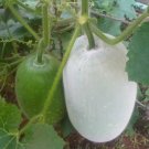 Benincasa Hispida Wax Gourd Seeds Fresh Garden
