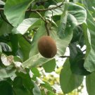 Pterygota Alata Buddha Coconut Tree Seeds Fresh Garden