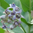 Calotropis Gigantea Giant Milkweed Crown Flower Seeds Fresh Garden