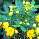 Cassia Tora Sickle Senna Yellow Flowers Seeds Fresh Garden