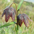 Fritillaria Affinis Checker Lily Seeds Fresh Garden