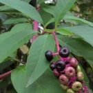 Phytolacca Americana Pokeweed Seeds Fresh Garden