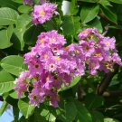 Lagerstroemia Speciosa Queen'S Crape Myrtle Seeds Fresh Garden