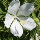 Hibiscus Coccineus Alba White Texas Star Hibiscus Seeds Fresh Garden