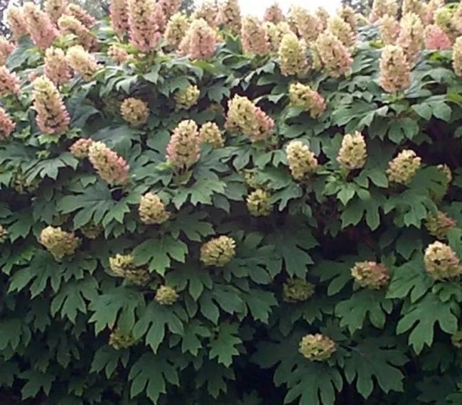 Hydrangea Quercifolia Oakleaf Hydrangea Seeds Fresh Garden