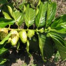 Morinda Citrifolia India Mulberry Tree Seeds Fresh Garden