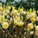 Edgeworthia Chrysantha Paperbush Fragrant Yellow Flowers Shrub Seeds Fresh Garden