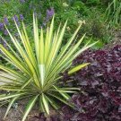 Yucca Filamentosa Variegated Adams Needle Yucca Seeds Fresh Garden