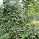 Actinidia Kolomikta Arctic Beauty Kiwi Fruit Vine Exotic Seeds Fresh Garden
