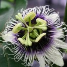 Passiflora Edulis Var Flavicarpa Yellow Passionflower Exotic Seeds Fresh Garden