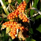 Iris Foetidissima Coral Iris Seeds Fresh Garden