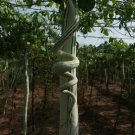 Trichosanthes Cucumerina Var Anguina Snake Gourd Seeds Fresh Garden