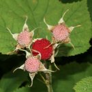 Rubus Parviflorus Western Thimble Berry Fruit Seeds Fresh Garden
