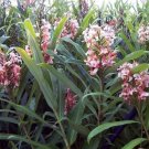 Hedychium Pink V Butterfly Ginger Very Fragrant Blooms 1 Rhizome Fresh Garden