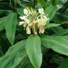 Hedychium Flavescens Yellow Butterfly Ginger Very Fragrant Blooms 1 Rhizome Fresh Garden