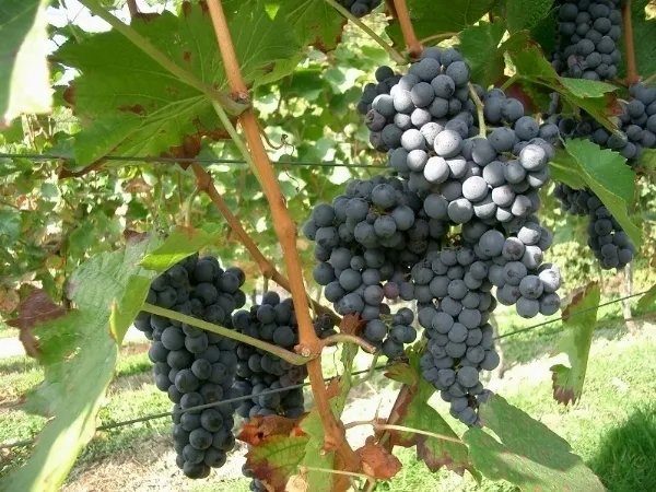 Vitis Vinifera Merlot Wine Grape Seeds Fresh Garden