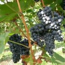 Vitis Vinifera Merlot Wine Grape Seeds Fresh Garden