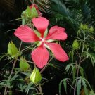 Hibiscus Coccineus Red Star Hibiscus Seeds Fresh Garden