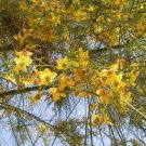 Parkinsonia Aculeata Jerusalem Thorn Shrub Seeds Fresh Garden