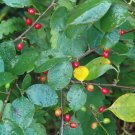 Lindera Benzoin Spicebush Shrub Seeds Fresh Garden