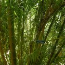 Dypsis Lutescens Hardy Areca Palm Seeds Fresh Garden