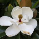 Magnolia Grandiflora Cold Hardy Form Southern Magnolia Seeds Fresh Garden