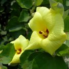 Hibiscus Hamabo Yellow Hibiscus Seeds Fresh Garden