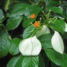 Mussaenda Roxburghii East Himalayan Mussaenda Seeds Fresh Garden