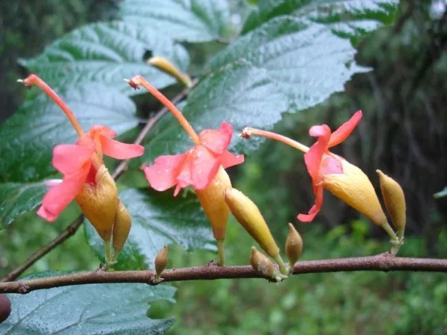 Helicteres Isora Red Screw Tree Seeds Fresh Garden