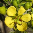 Cassia Siamea Siamese Cassia Tree Golden Yellow Flowers Seeds Fresh Garden