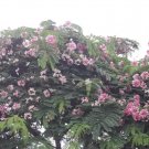 Cassia Renigera Burmese Pink Shower Tree Pink Flowers Seeds Fresh Garden