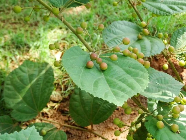 Grewia Optiva Bihul Unique Tree Seeds Fresh Garden