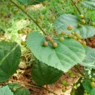 Grewia Optiva Bihul Unique Tree Seeds Fresh Garden