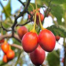 Solanum Betaceum Sweet Red Form Tree Tomato Fruit Seeds Fresh Garden