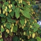Humulus Lupulus Fuggles Hops Vine Seeds Fresh Garden