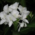 Hedychium Coronarium Butterfly Ginger Very Fragrant Blooms 1 Rhizome Fresh Garden