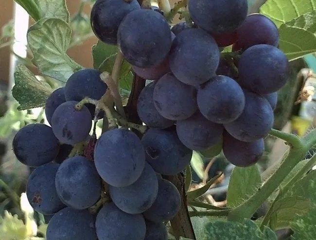 Vitis Labrusca Concord Grape Seeds Fresh Garden