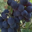 Vitis Labrusca Concord Grape Seeds Fresh Garden