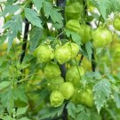 Cardiospermum Halicacabum Balloon Vine Seeds Fresh Garden