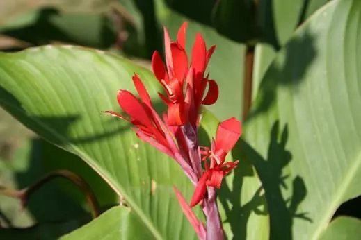 Canna Hardy Red Likely Old Heirloom Zone 6 Hardy Seeds Fresh Garden
